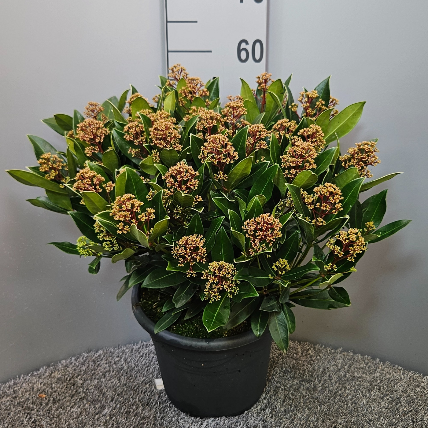 Planta naturala Pink H50cm Skimmia japonica Rubesta Pink PS27/ in pamant