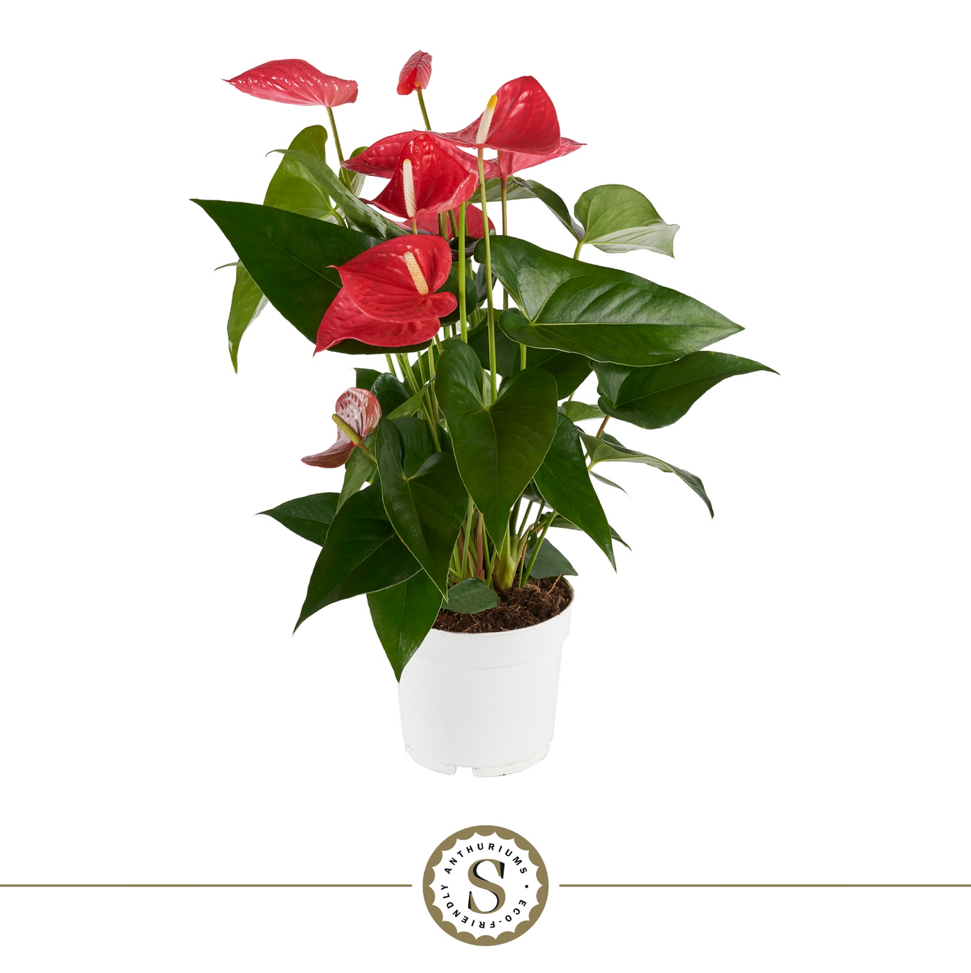 Planta naturala Pink H55cm Anthurium 'Maine' PS17/ in pamant