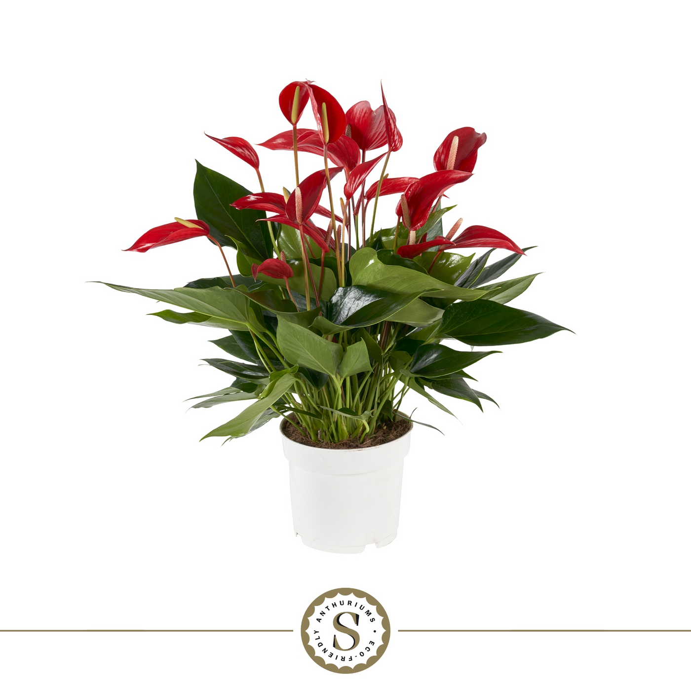 Planta naturala Pink H55cm Anthurium Mille Fleurs Roja PS17/ in pamant