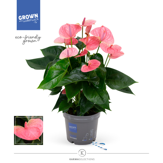 Planta naturala Pink H60cm Anthurium Sweet Dream PS17/ in pamant