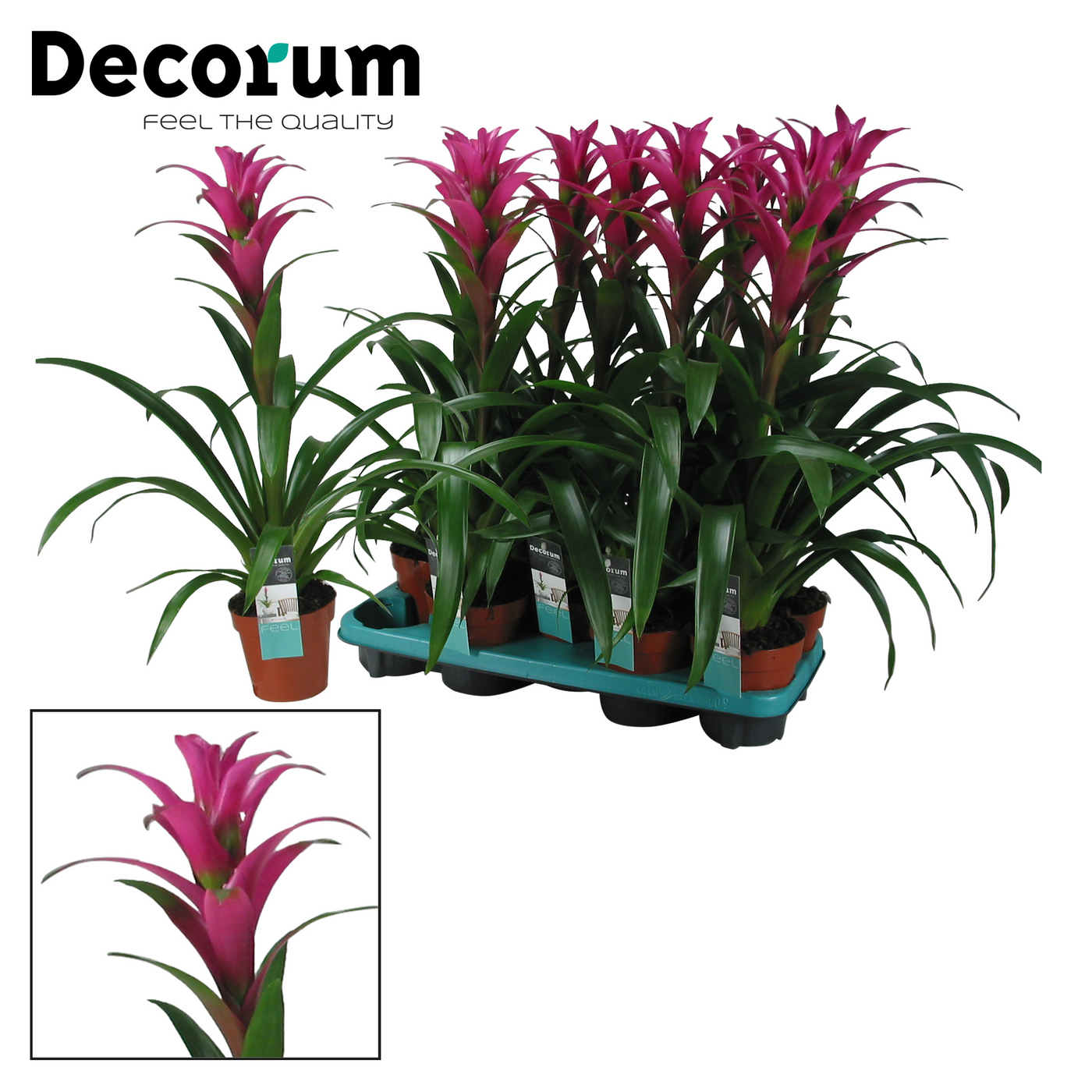 Planta naturala Pink H60cm Guzmania 'Freya' PS13/ in pamant