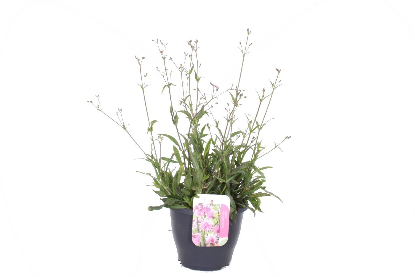 Planta naturala Pink H65cm Lychnis overig PS23/ in pamant