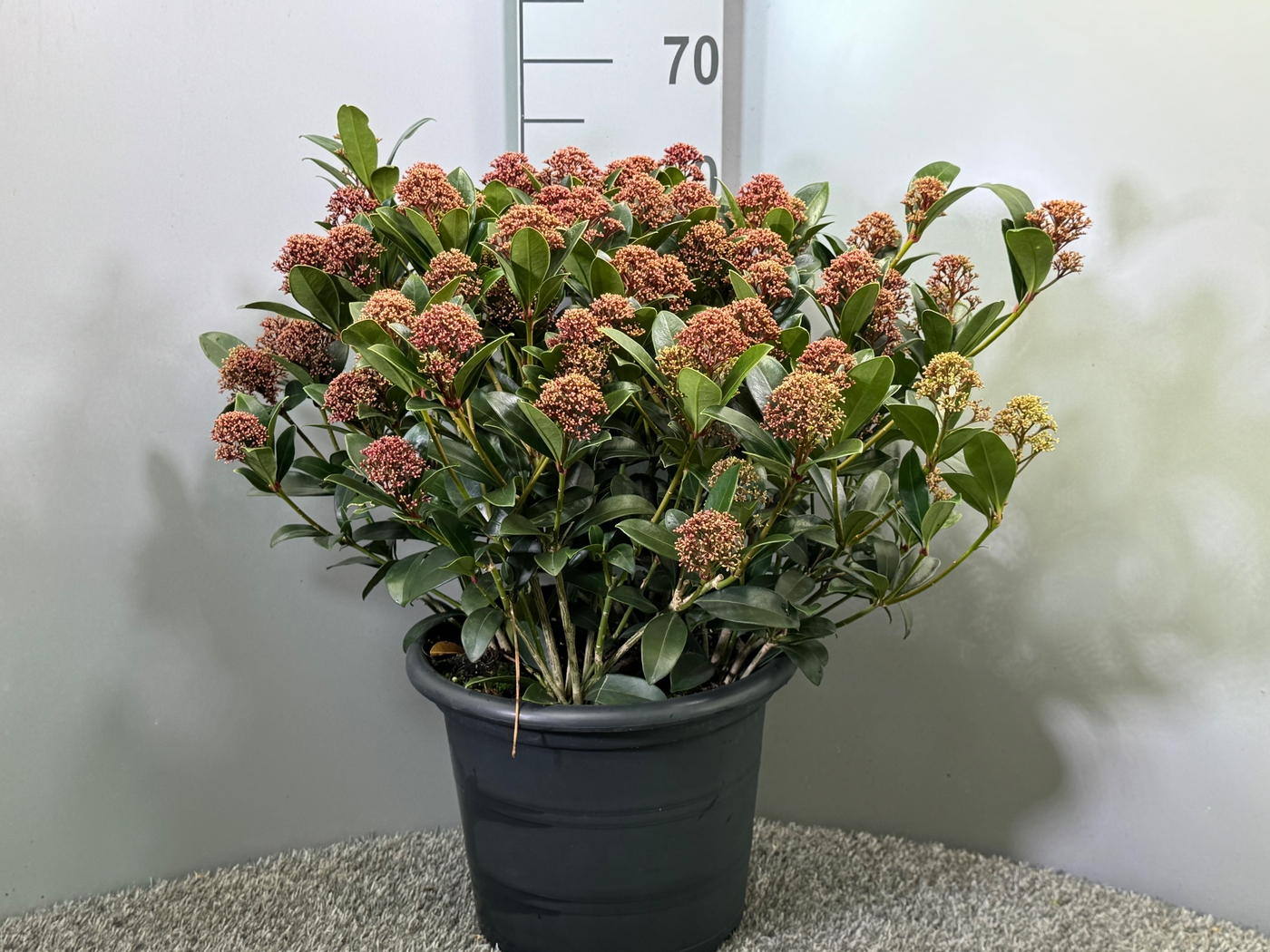 Planta naturala Pink H65cm Skimmia japonica Rubesta Dani PS31/ in pamant