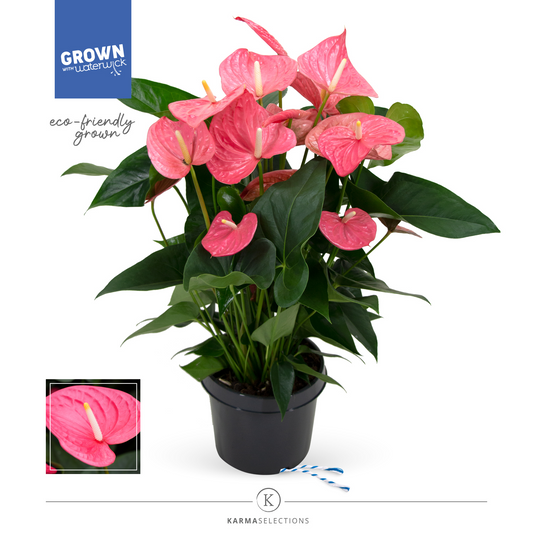 Planta naturala Pink H70cm Anthurium Maine PS21/ in pamant