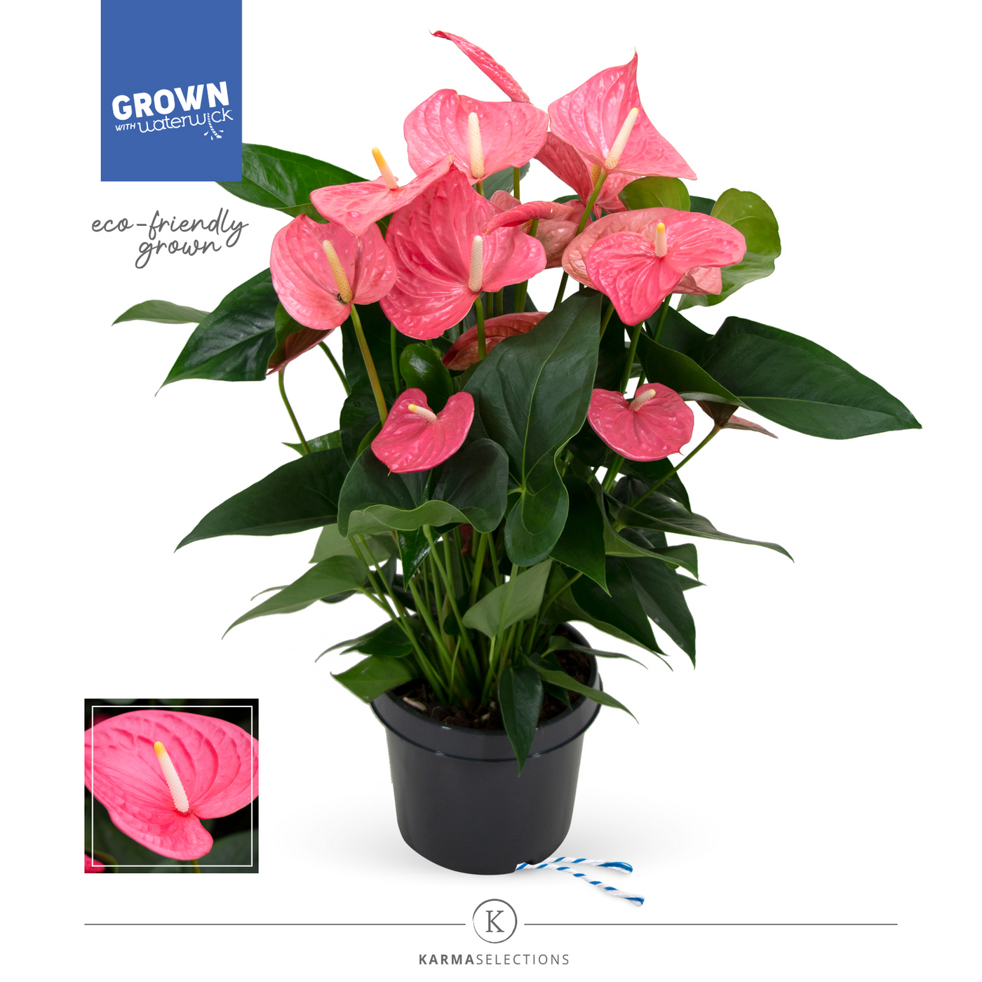 Planta naturala Pink H70cm Anthurium Maine PS21/ in pamant