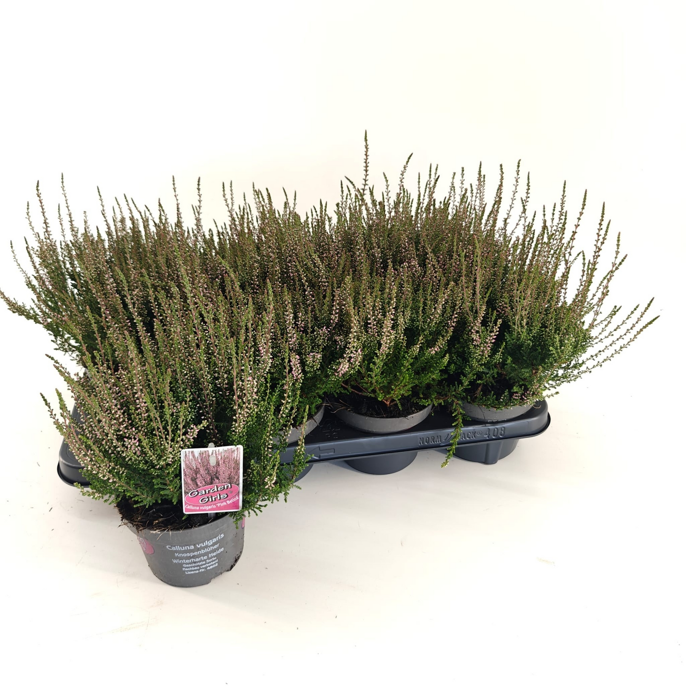 Planta naturala Pink/White H15cm Calluna vulgaris Garden Girls 'Pink Bettina' PS13/ in pamant