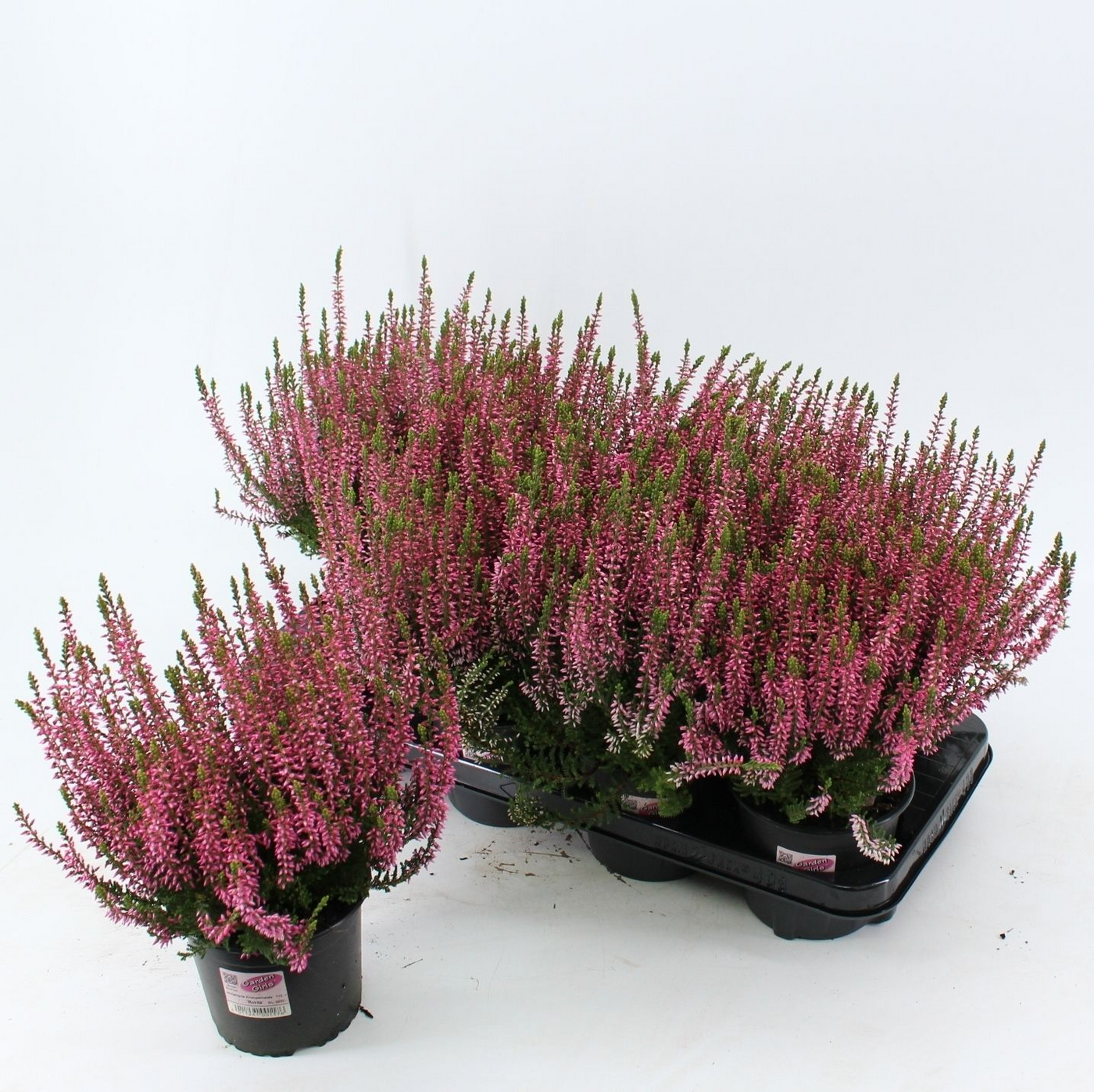 Planta naturala Pink/White H15cm Calluna vulgaris Garden Girls 'Rosita' PS13/ in pamant