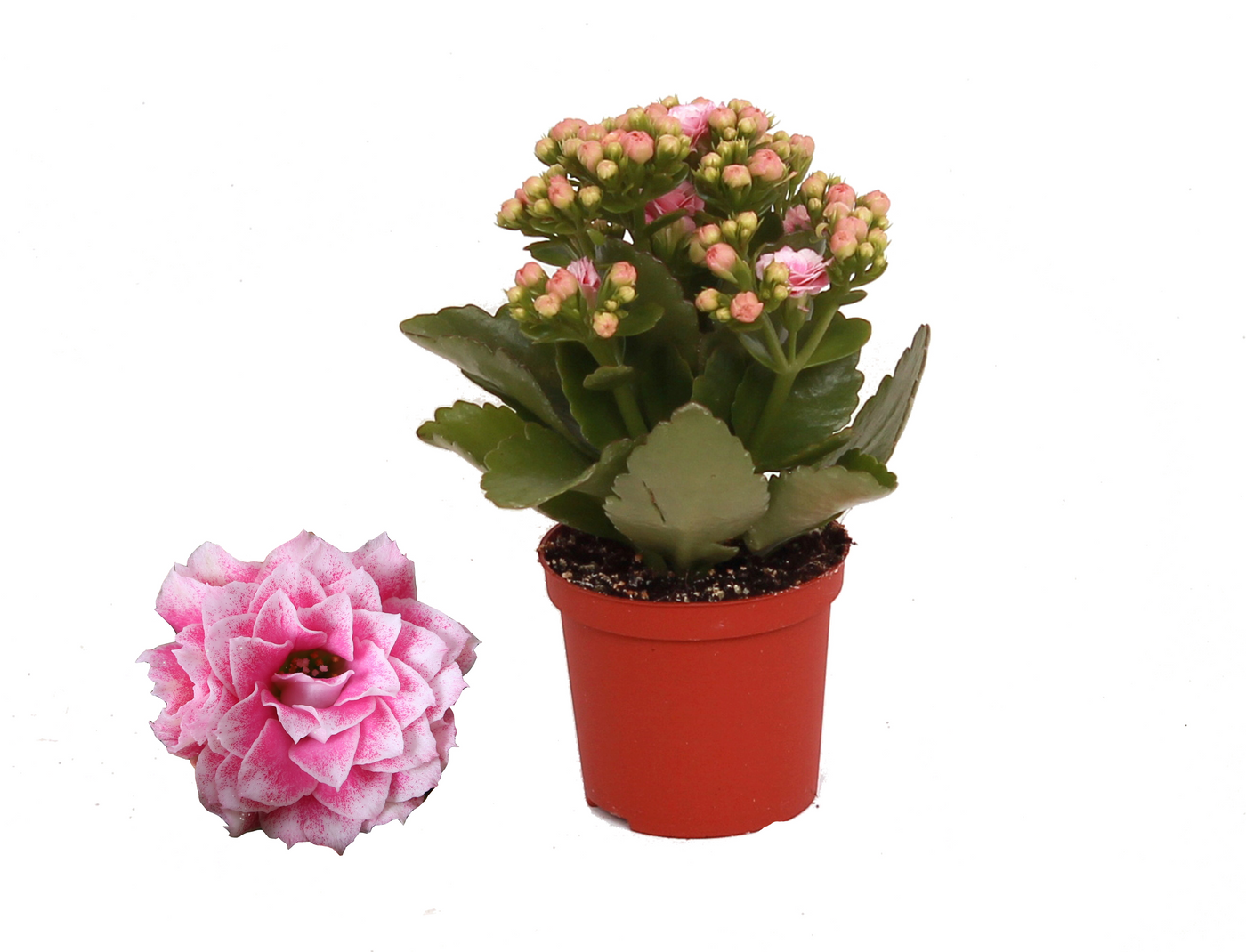 Planta naturala Pink White H15cm Kalanchoe Rosalina Don Alano PS7/ in pamant