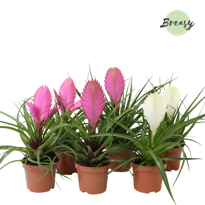 Planta naturala Pink/white H25cm Tillandsia Sweet PS9/ in pamant