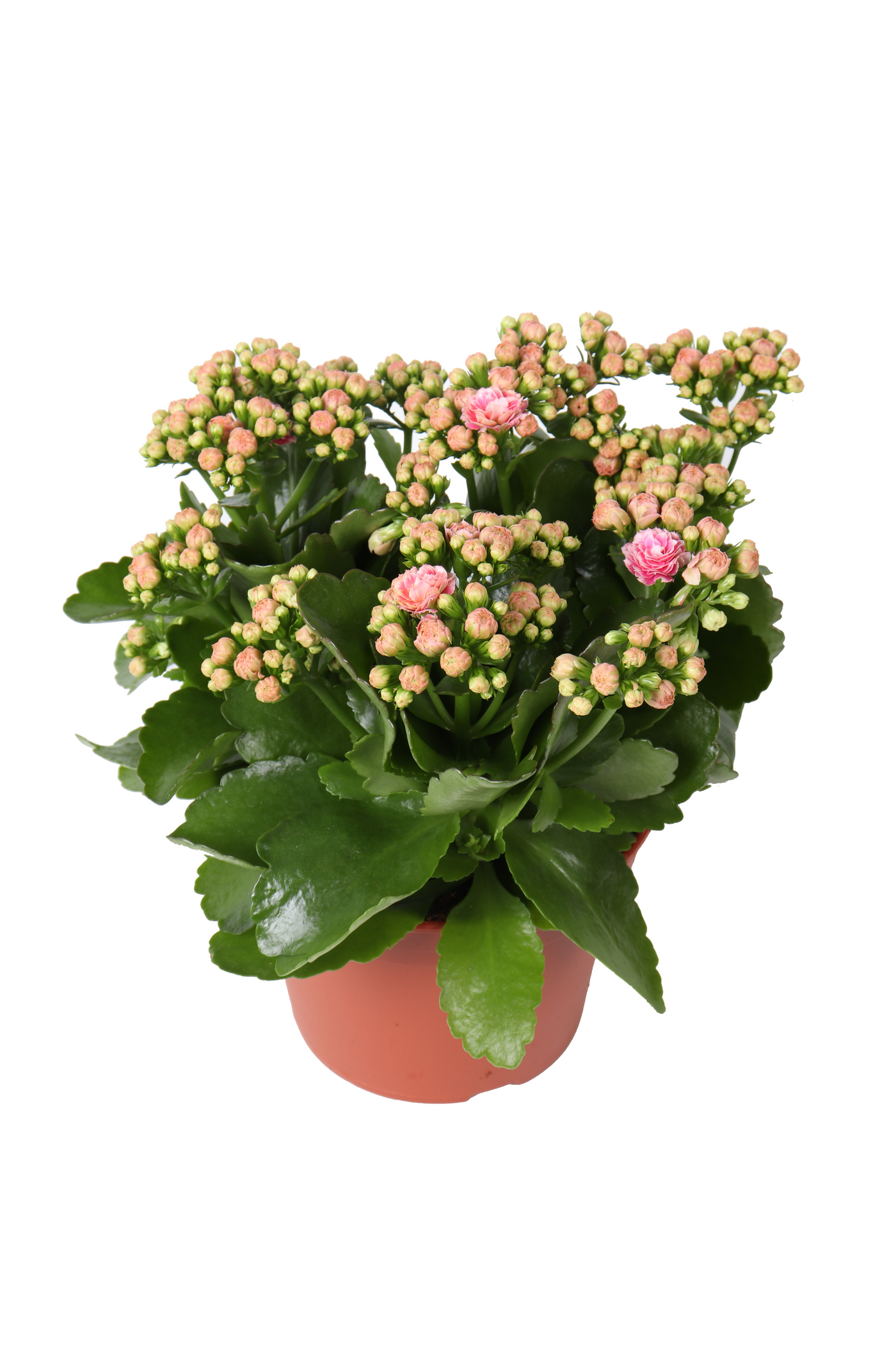 Planta naturala Pink White H27cm Kalanchoe Rosalina Alano PS15/ in pamant