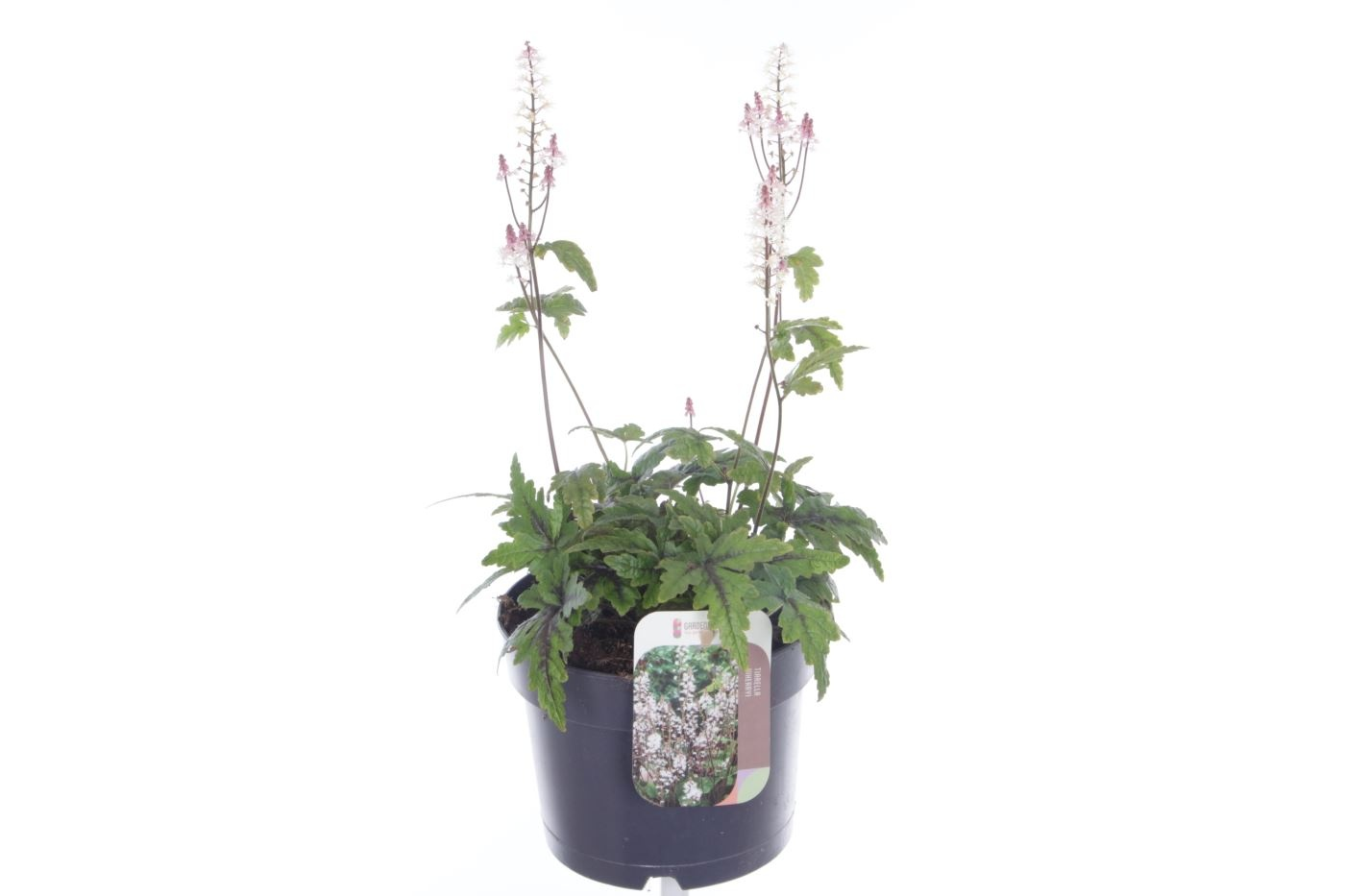 Planta naturala Pink/white H40cm Tiarella cordifolia 'Sugar and Spice' PS17/ in pamant