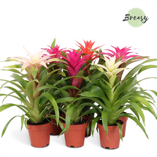 Planta naturala Pink/White H45cm Guzmania Sweet PS12/ in pamant