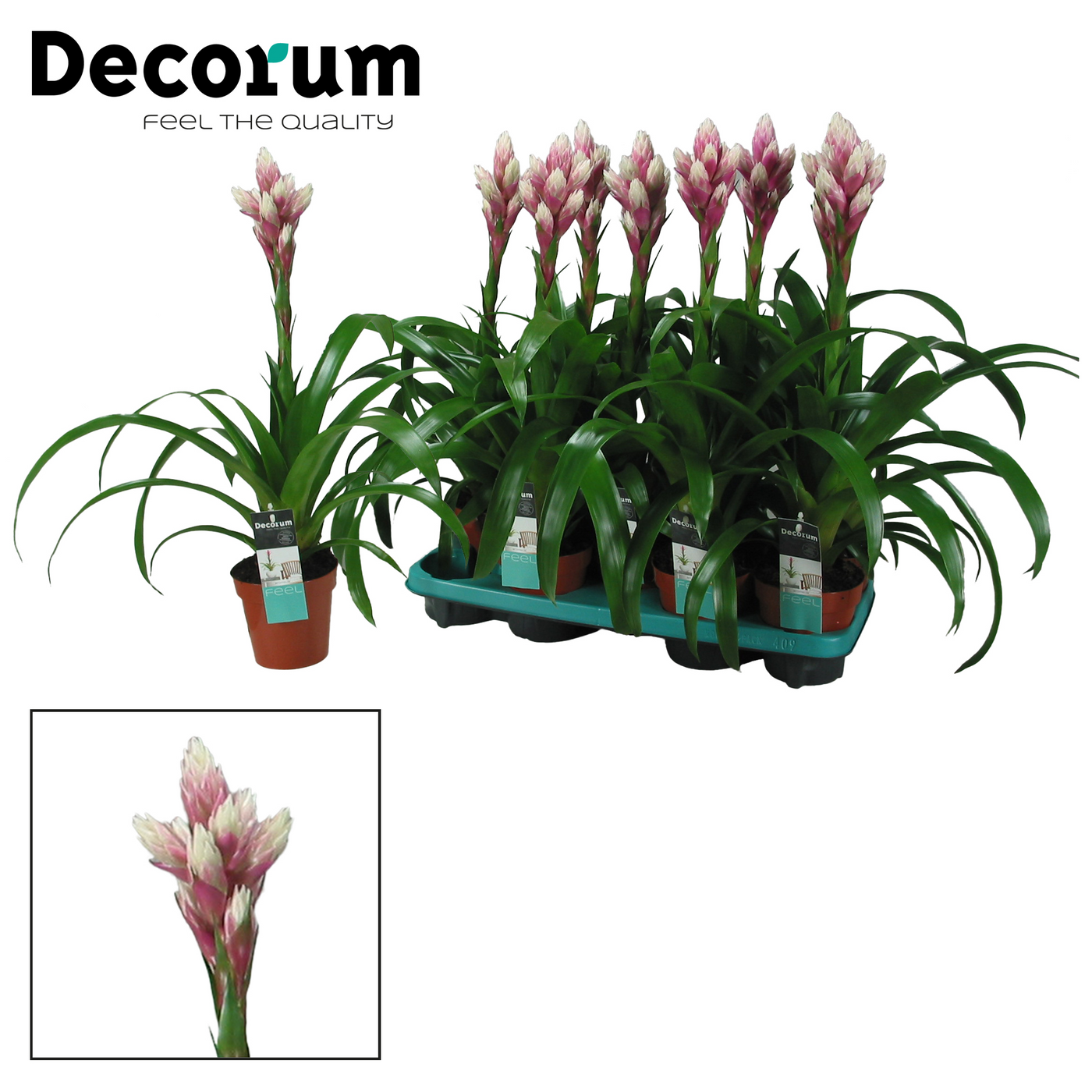 Planta naturala Pink White H55cm Guzmania 'Candy' PS13/ in pamant