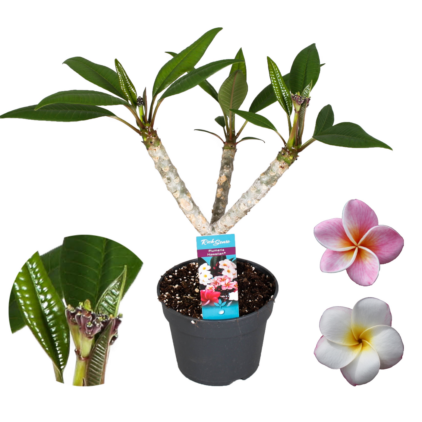 Planta naturala Pink/ White H65cm Plumeria Hawaiian Mix PS17/ in pamant