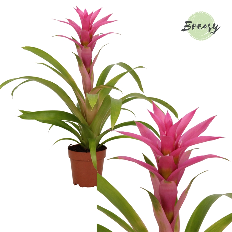 Planta naturala Pinlk H45cm Guzmania Suerte Cerise PS12/ in pamant