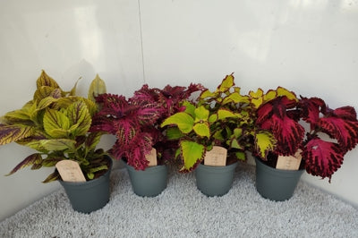 Planta naturala Plectranthus (Coleus) mixed H45 cm PS17 cm in pamant
