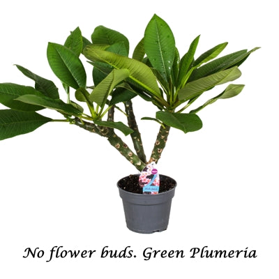 Planta naturala Plumeria rubra Hawaiian mixed H80 cm PS17 cm in pamant