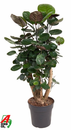 Planta naturala Polyscias 'Fabian' H110 cm PS24 cm in pamant