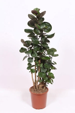 Planta naturala Polyscias 'Fabian' H140 cm PS27 cm in pamant