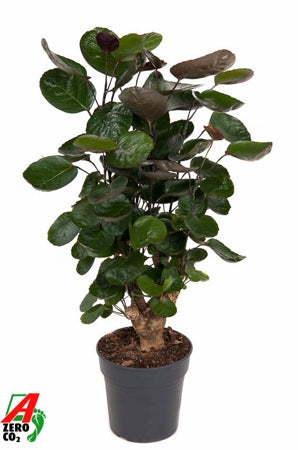 Planta naturala Polyscias 'Fabian' H80 cm PS19 cm in pamant