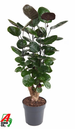 Planta naturala Polyscias 'Fabian' H80 cm PS21 cm in pamant