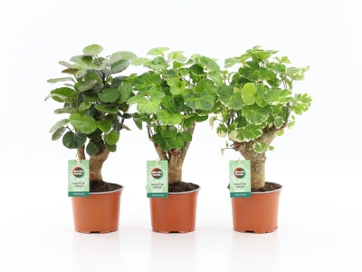 Planta naturala Polyscias H40 cm PS12 cm in pamant