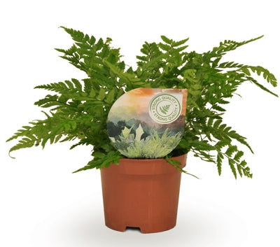 Planta naturala Polystichum tsussimense H15 cm PS9 cm in pamant