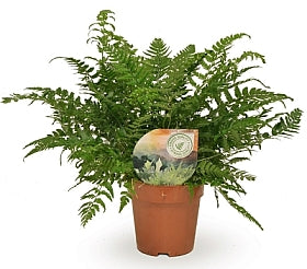 Planta naturala Polystichum tsussimense H30 cm PS12 cm in pamant