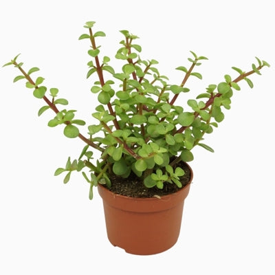 Planta naturala Portulacaria afra H18 cm PS10.5 cm in pamant