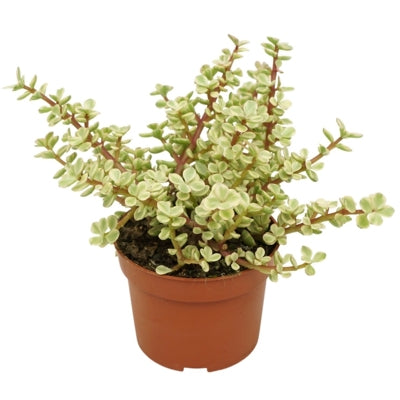 Planta naturala Portulacaria afra 'Variegata' H16 cm PS10.5 cm in pamant