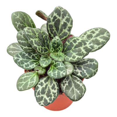 Planta naturala Primulina 'Diane Marie' H15 cm PS7 cm in pamant