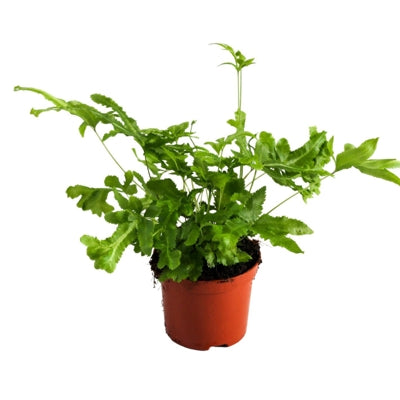 Planta naturala Pteris cretica 'Mayi' H20 cm PS8.5 cm in pamant