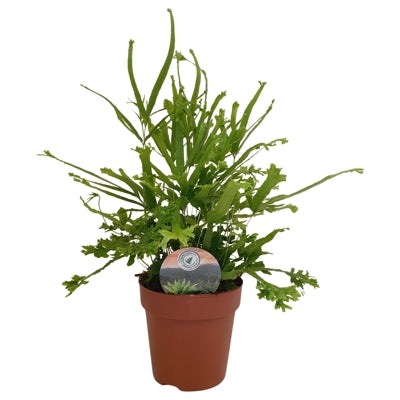 Planta naturala Pteris cretica 'Roeweri' H40 cm PS12 cm in pamant