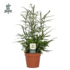 Planta naturala Pteris ensiformis H35 cm PS12 cm in pamant