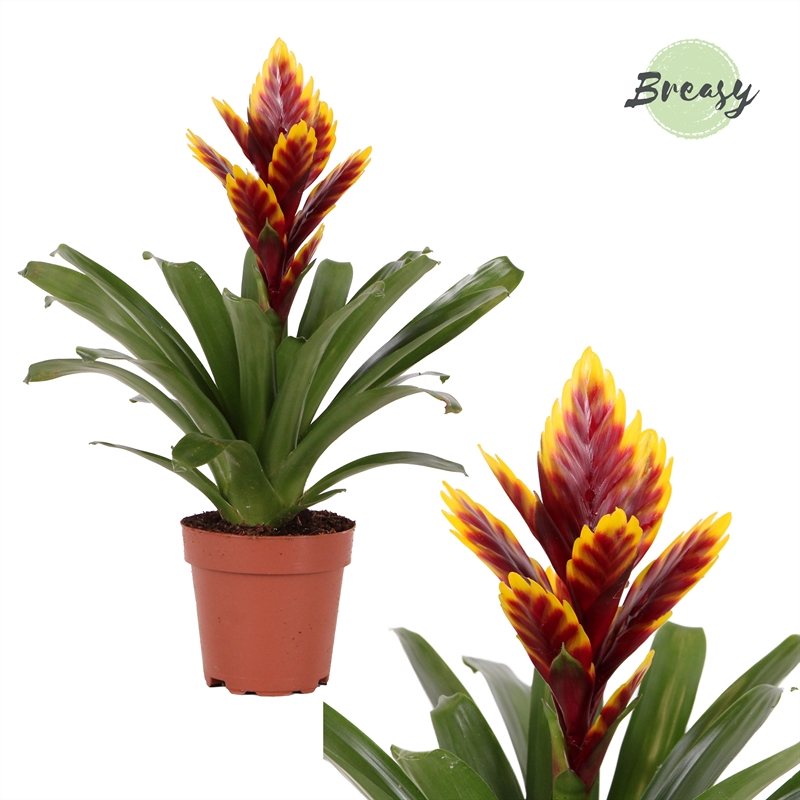 Planta naturala Puple H45cm Vriesea Intenso Purple Flame PS12/ in pamant