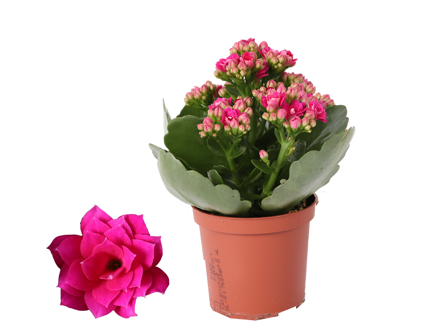 Planta naturala Purple H15cm Kalanchoe Rosalina Don Victorio PS7/ in pamant