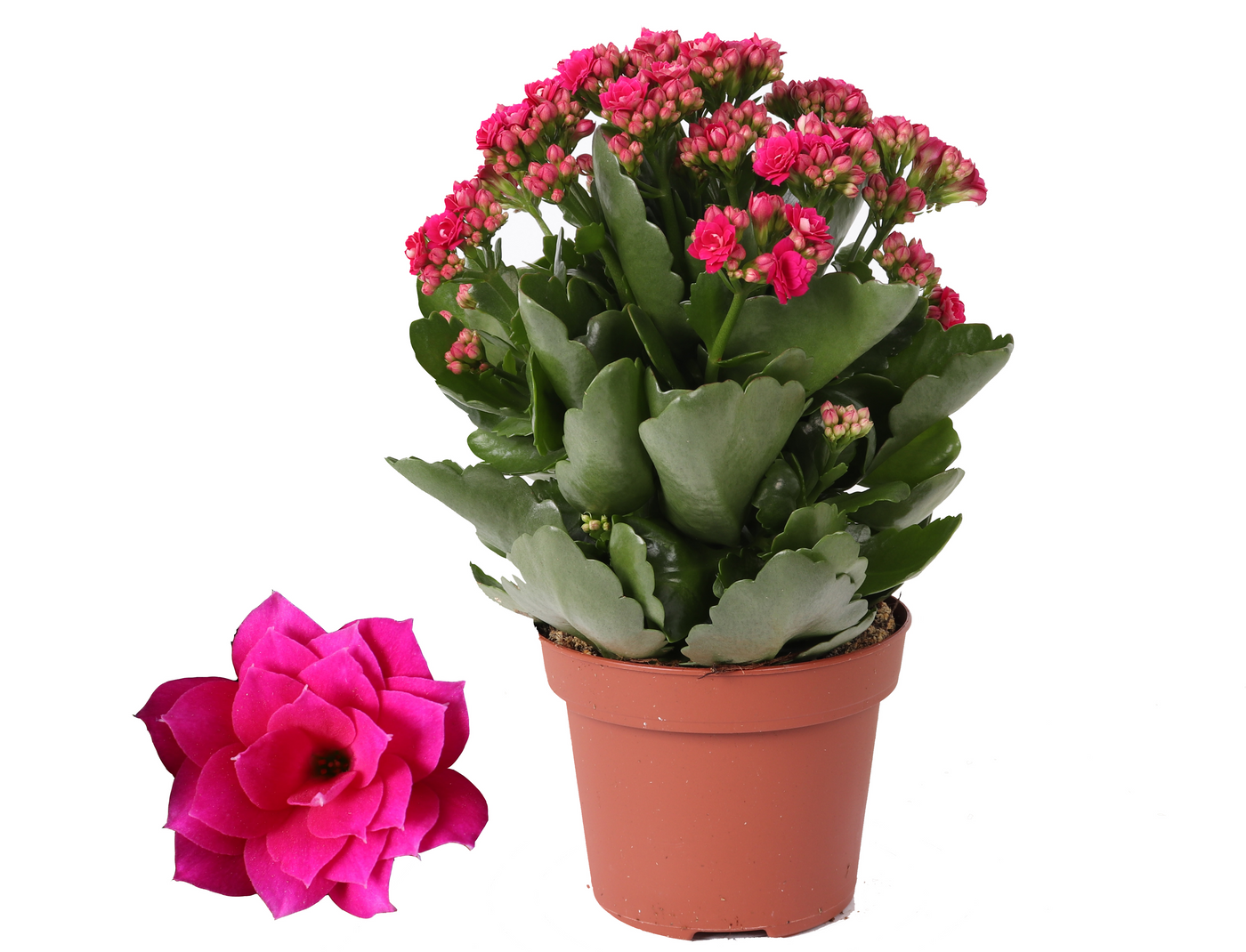 Planta naturala Purple H27cm Kalanchoe Rosalina Don Victorio PS12/ in pamant