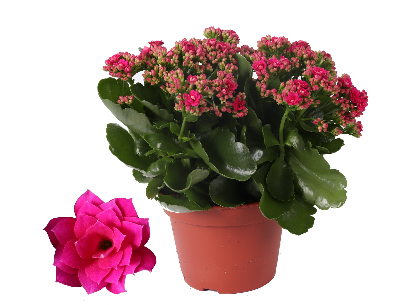 Planta naturala Purple H27cm Kalanchoe Rosalina Don Victorio PS15/ in pamant