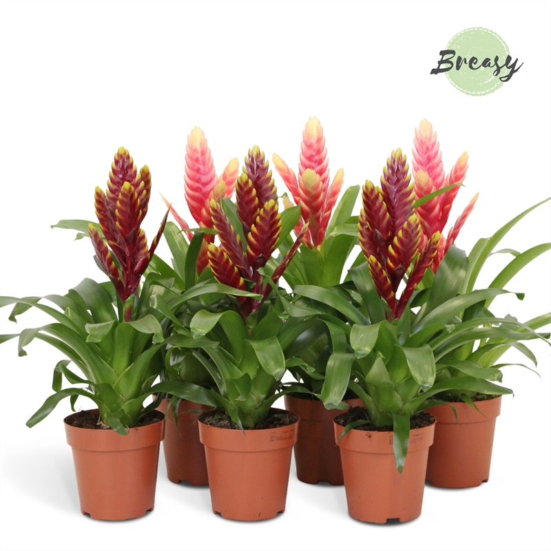 Planta naturala Purple pink H45cm Vriesea Pink/Purple PS12/ in pamant