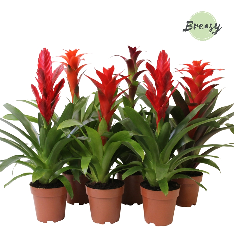 Planta naturala Purple/red H45cm Bromelia Urban mix PS12/ in pamant