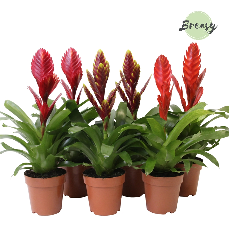 Planta naturala Purple/Red H45cm Vriesea Urban mix PS12/ in pamant