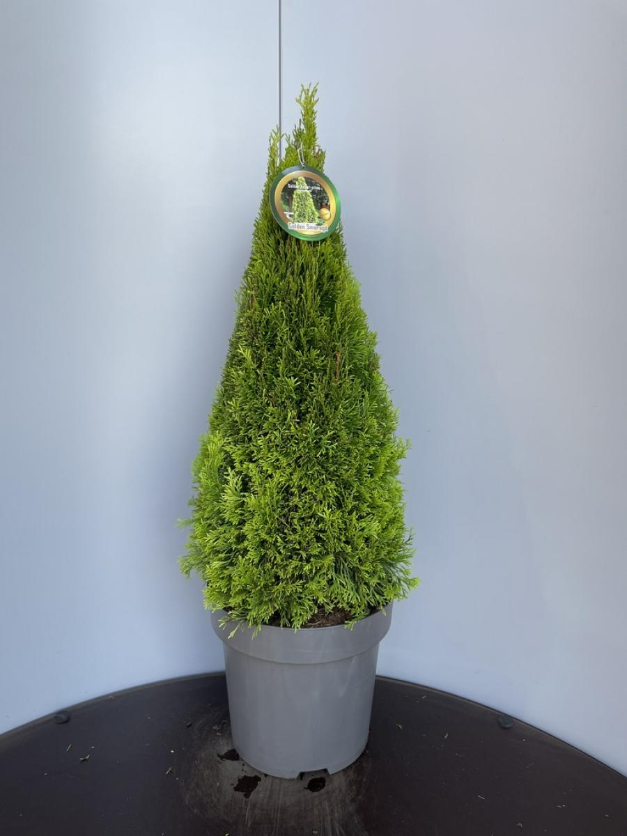 Planta naturala Pyramid H100cm Thuja occidentalis 'Golden Smaragd' PS32/ in pamant