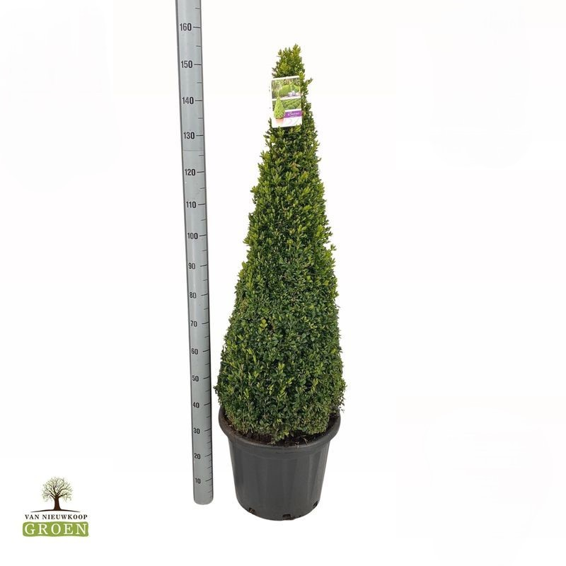 Planta naturala Pyramid H150cm Buxus Sempervirens Piramide 120-130 PS45/ in pamant