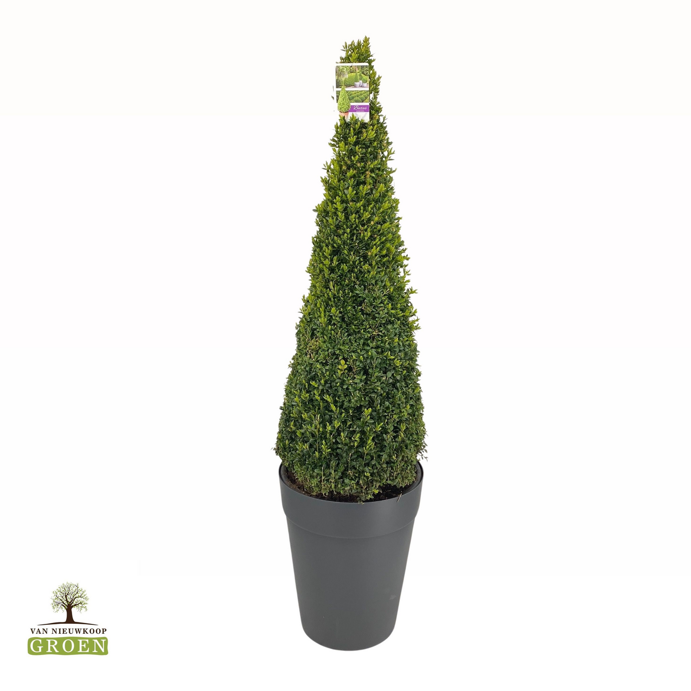 Planta naturala Pyramid H160cm Buxus Sempervirens Piramide 120-130 PS45/ in pamant