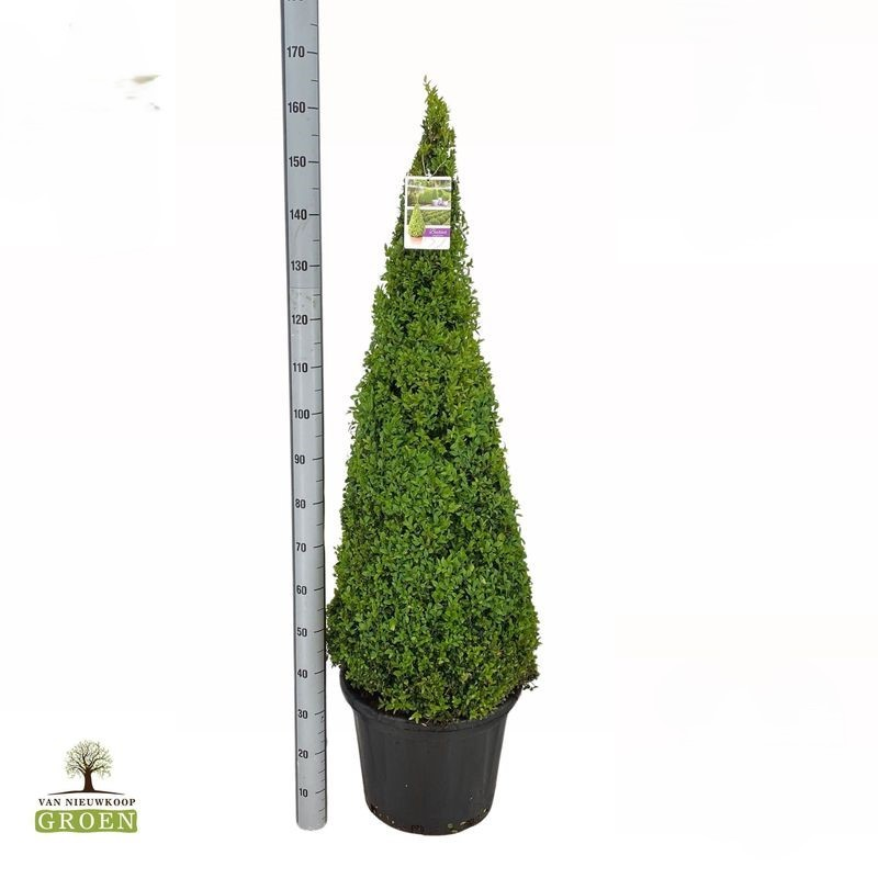 Planta naturala Pyramid H160cm Buxus Sempervirens Piramide 130-140 PS45/ in pamant