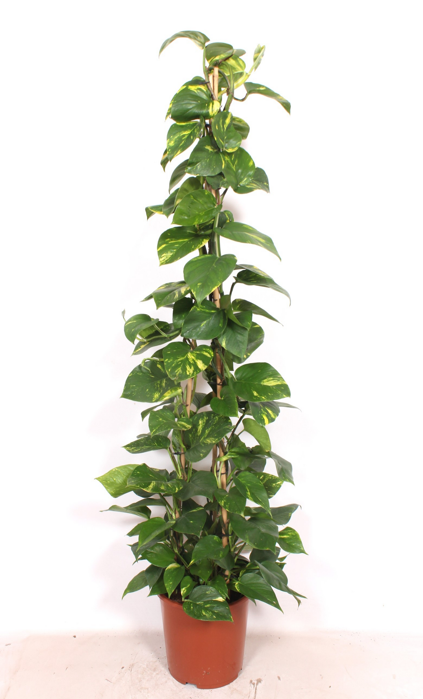 Planta naturala Pyramid H160cm Epipremnum pinnatum 'Aureum' PS27/ in pamant