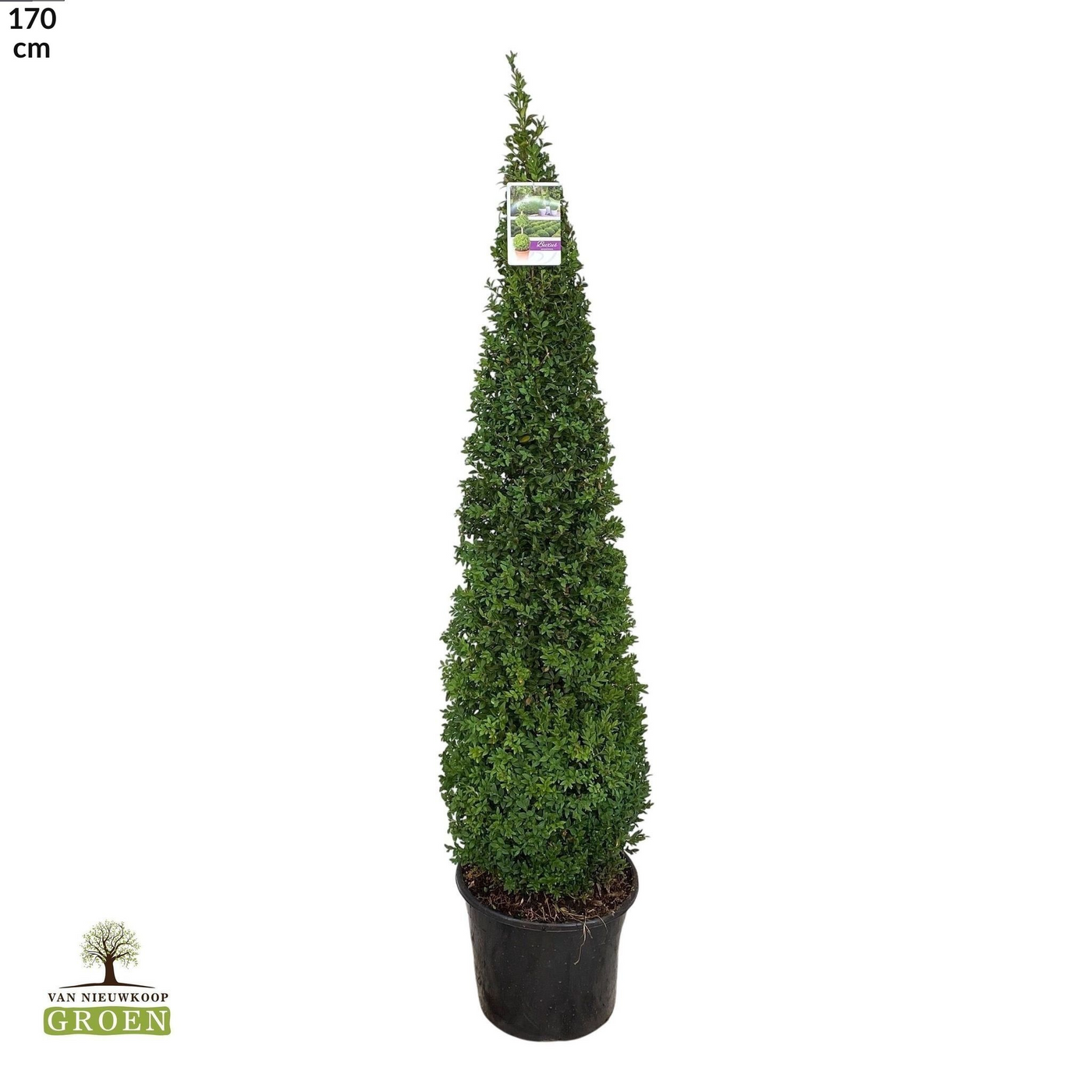 Planta naturala Pyramid H170cm Buxus sempervirens PS38/ in pamant