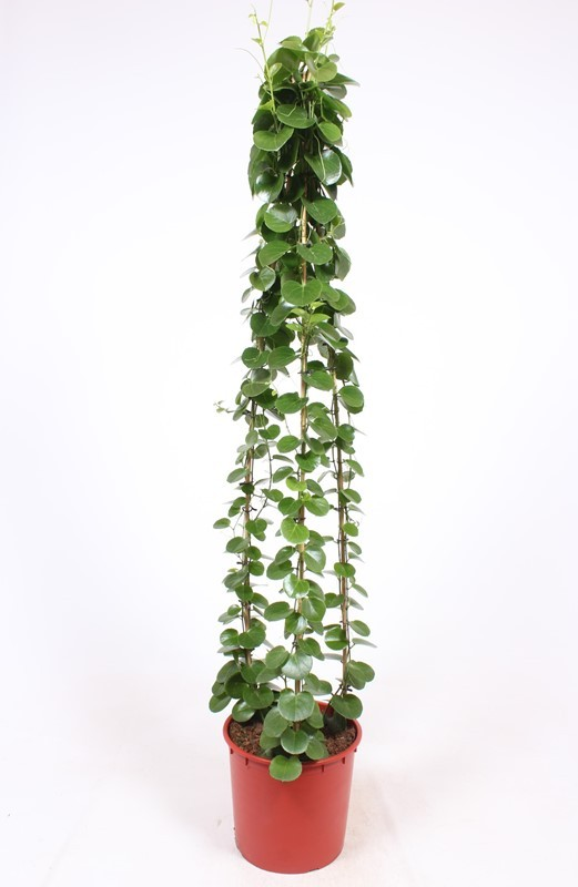 Planta naturala Pyramid H180cm Cissus rotundifolia PS34/ in pamant