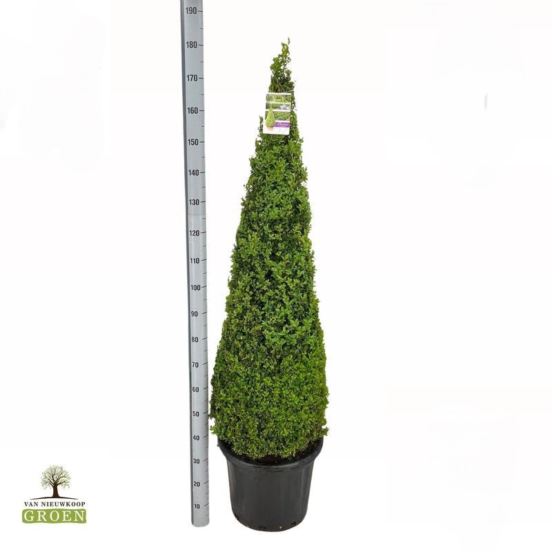 Planta naturala Pyramid H190cm Buxus Sempervirens Piramide 160-170 PS45/ in pamant