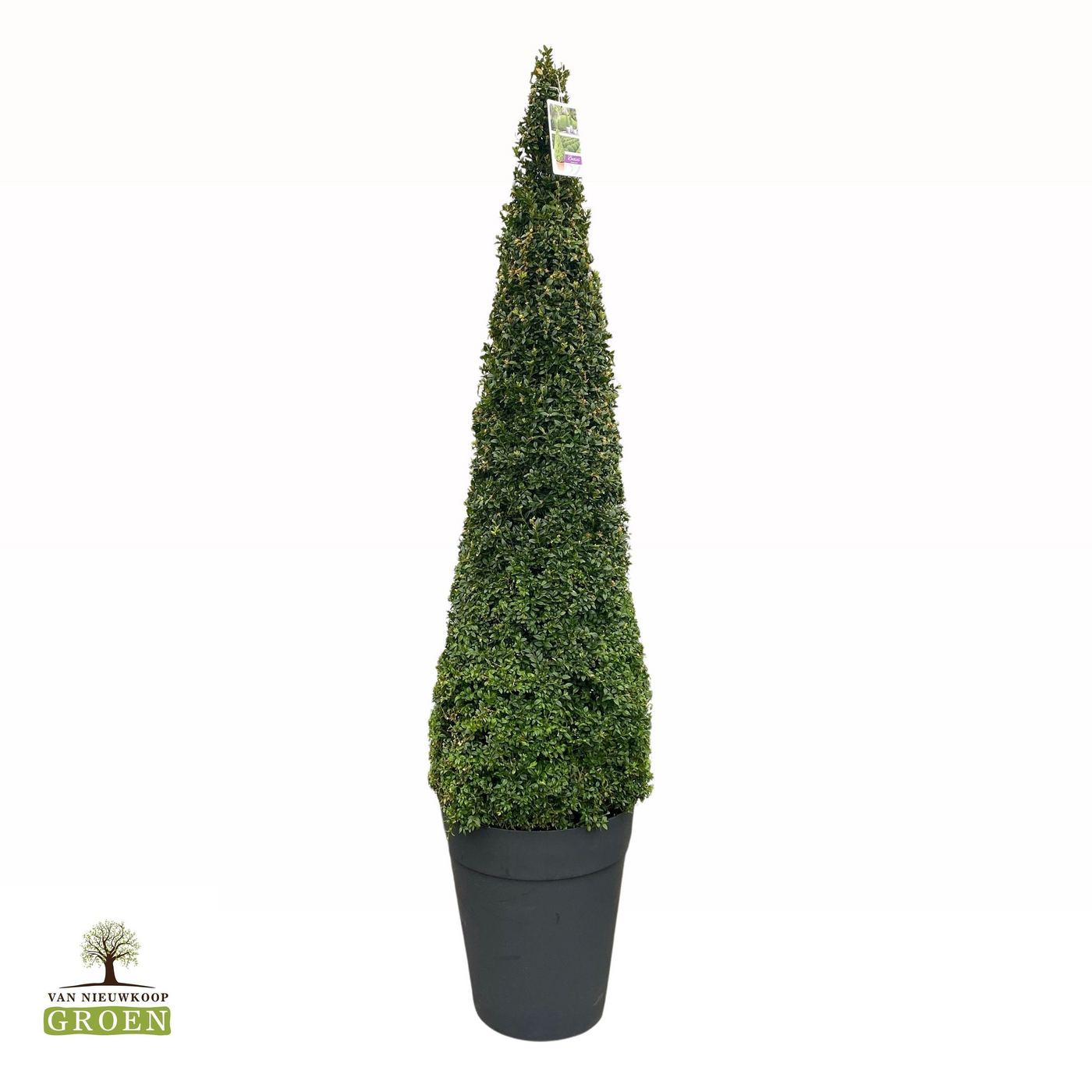 Planta naturala Pyramid H200cm Buxus Sempervirens Piramide 160-170 PS45/ in pamant